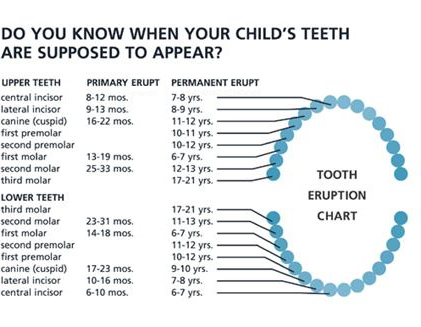 Chart for Eruption of Children's Teeth